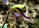云南高黎贡山北段首次发现国家一级保护植物彩云兜兰