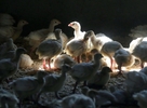 5054万只禽鸟死亡!美国遭遇史上最严重禽流感疫情