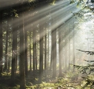 《光落在树叶上》