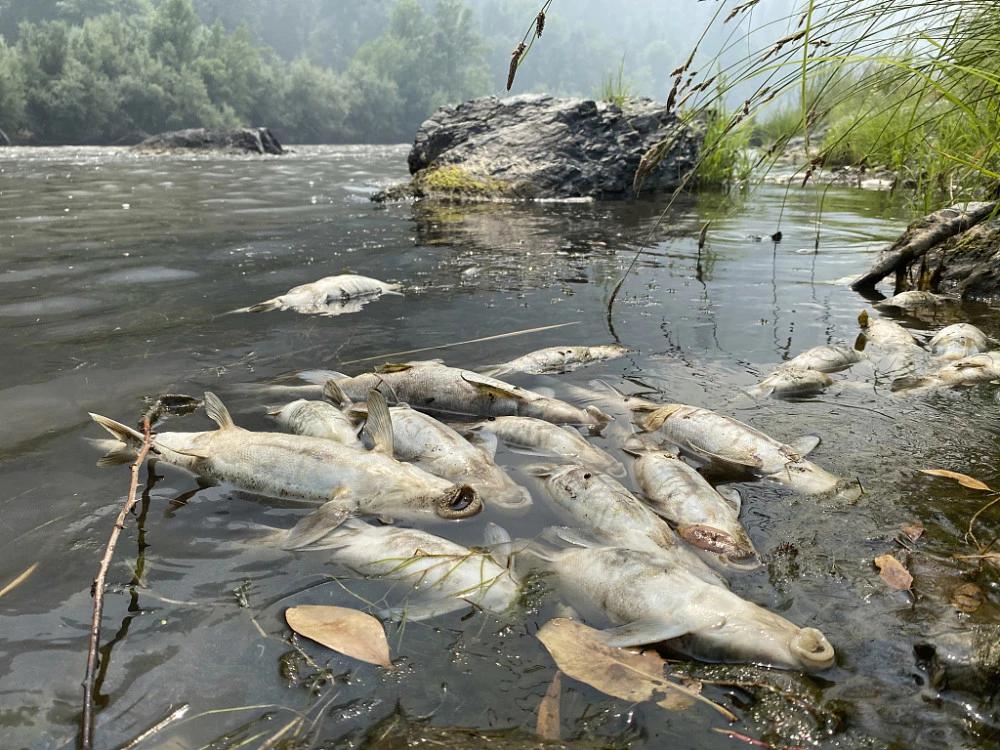 加州山火不断，河流内惊现大量死鱼