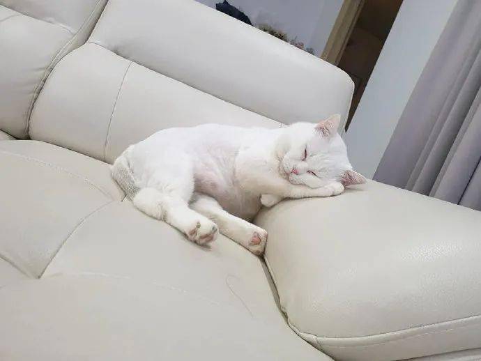 🐱 猫咪为什么喜欢睡觉？原来有这些原因